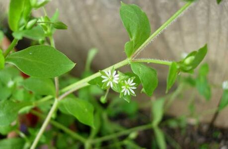 Edible Weeds 101: The Health Benefits of Chickweed Image